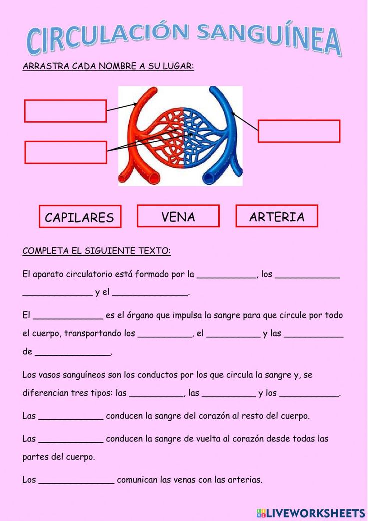 ejercicios del sistema circulatorio secundaria-imagen-para-descargar-e-imprimir
