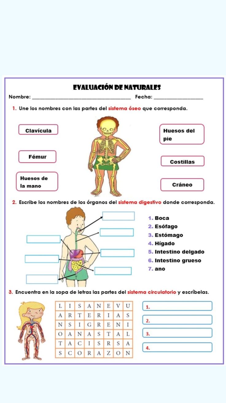 sistemas del cuerpo humano para primaria-imagen-para-descargar-e-imprimir